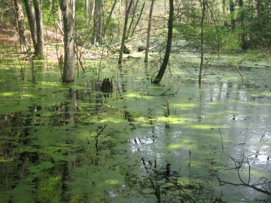 swamp water